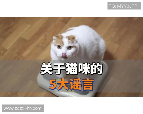 你不知道的VAR背后冷知识揭秘 盘点十大鲜为人知的事实